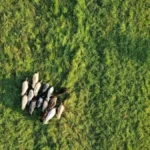 droni per monitoraggio della fauna selvatica